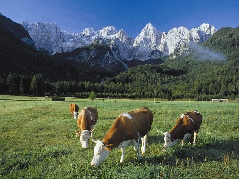Špik
